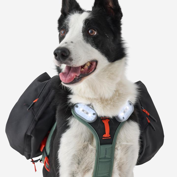 Image du produit Caperlan Harnais de randonnée pour chien (S, Chien)