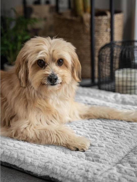 Actual product image Trend Pet Dog blanket Heaven, Grey, Size L (Dog)