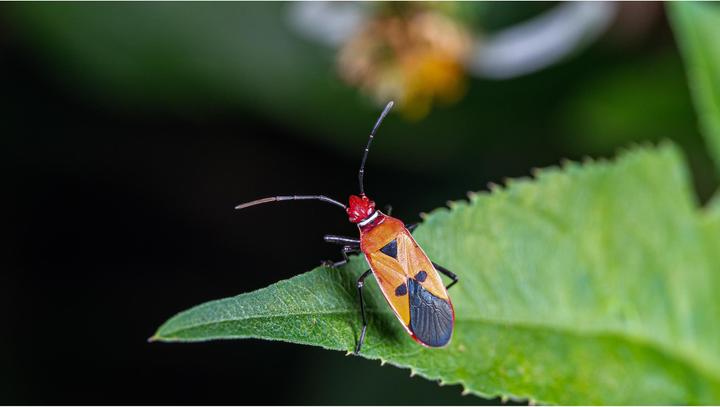 Actual product image Venus Optic 90mm f/2.8 2x Ultra Macro APO (Canon RF, full size)