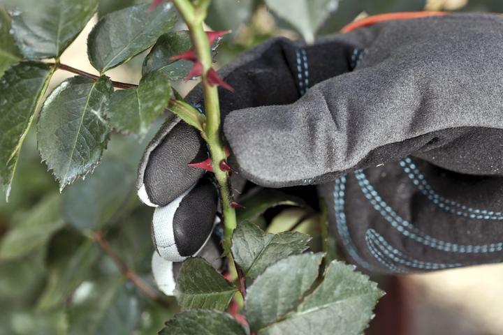 Image du produit Gardena Gant de protection des arbustes (L)