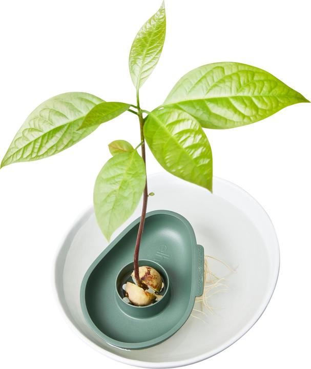 Immagine prodotto Elho Incredibile avocado galleggiante