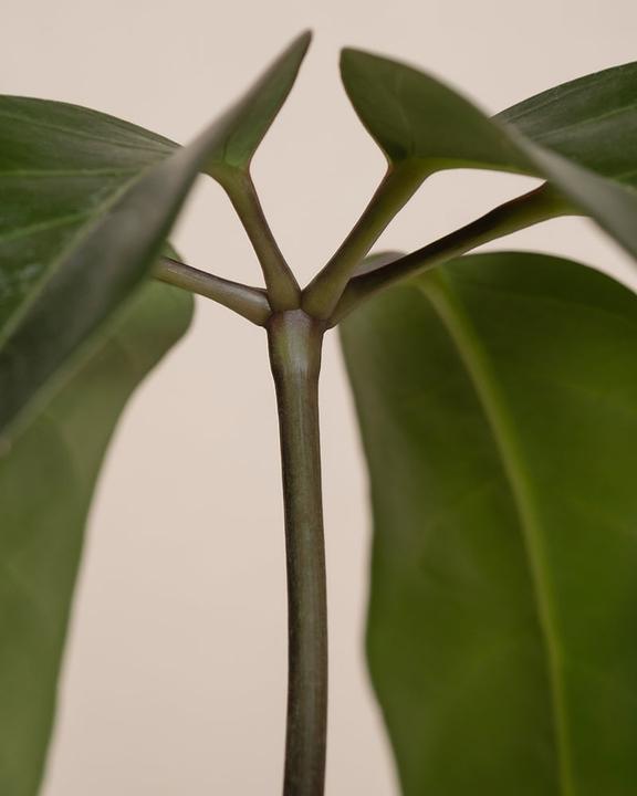 Produktbild feey Schefflera amate (105 cm, Frisch umgetopft)