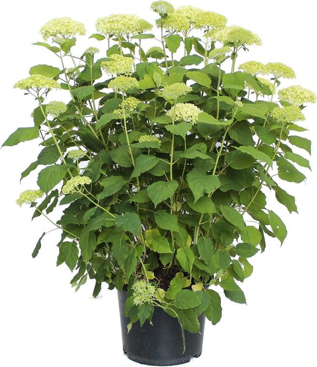 Image du produit Zulauf Hortensia (50 cm)