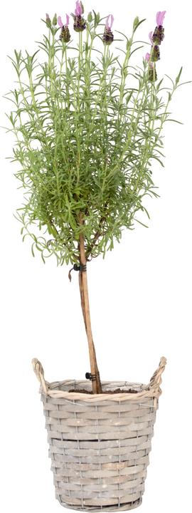 Produktbild Plant in a Box Lavandula stoechas 'Anouk' - Lavendelbaum (45 cm)