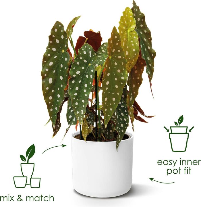 Actual product image Elho b.for soft (16 cm)