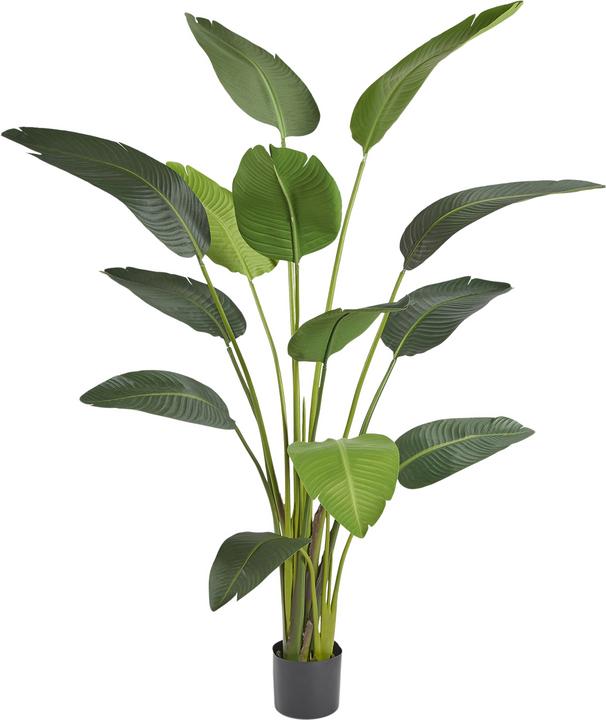 Produktbild Edg Strelitzien H: 180 cm (180 cm)