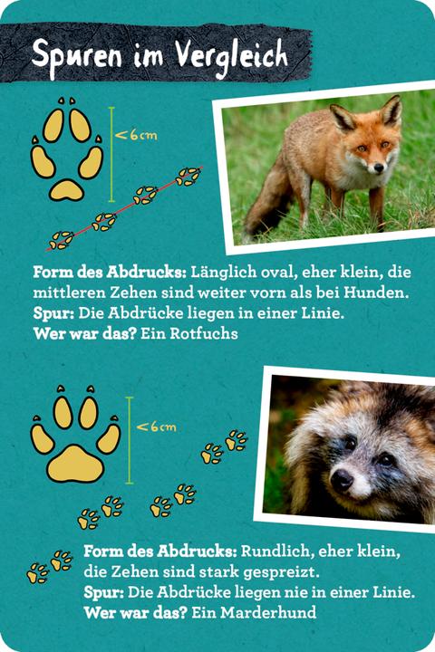 Produktbild Die Spiegelburg Tierspuren (Deutsch, Barbara Wernsing, Kristin Labuch, 2022)