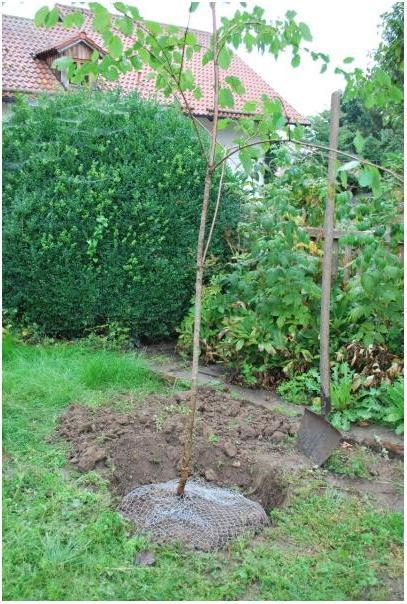 Produktbild Kerbl Wühlmauskorb unverzinkt, gross, 60 cm
