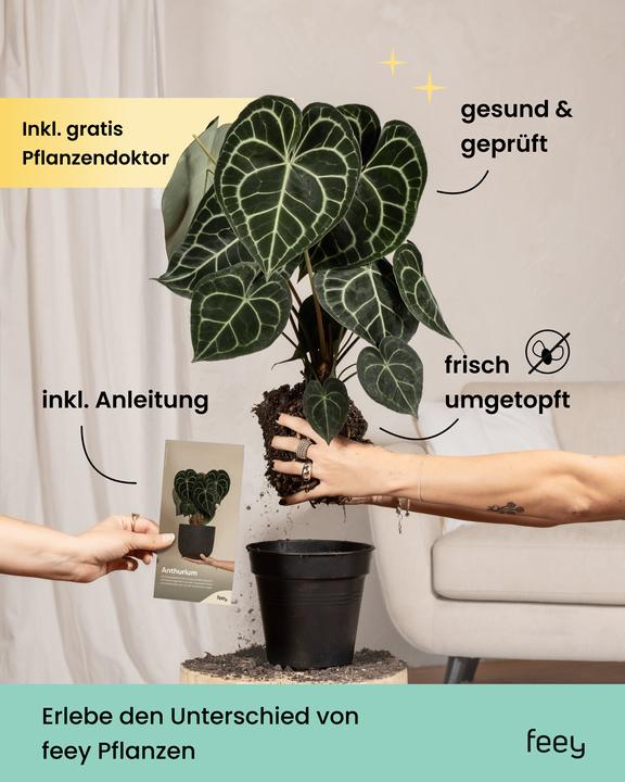 Produktbild feey Schefflera amate (105 cm, Frisch umgetopft)