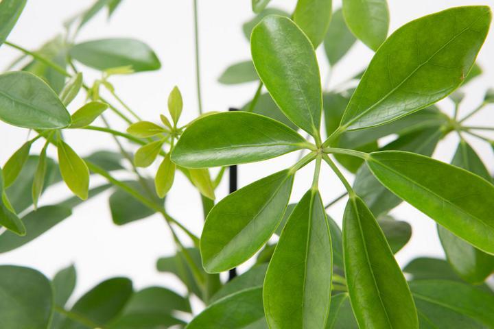 Produktbild VEG and the City Viru (Strahlenaralie Schefflera) (50 cm)