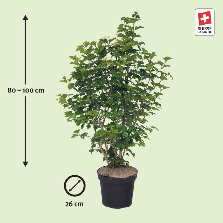 Produktbild Zulauf Gemeiner Schneeball / Viburnum opulus (100 cm)