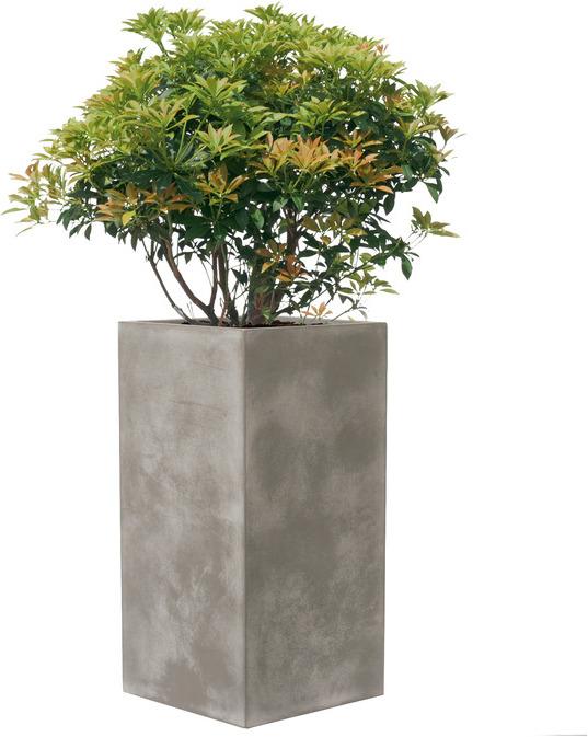 Immagine prodotto Kirschke Pureline (37 cm)