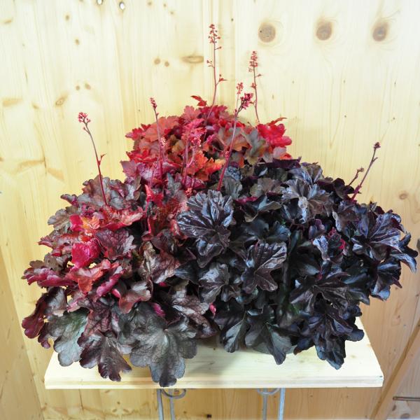 Image du produit Säntispracht Une violette à floraison automnale - Heuchera 'Mix (40 cm)