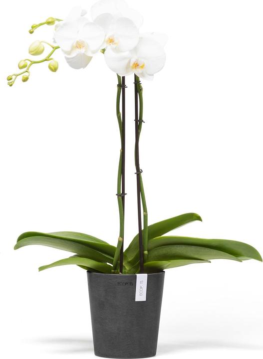 Immagine prodotto Ecopots Morinda (14 cm)