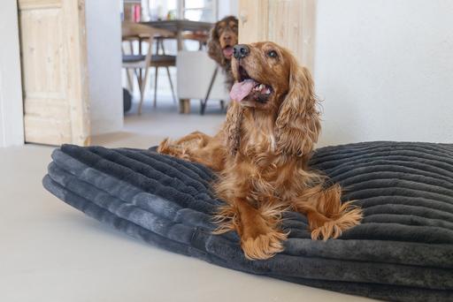 Actual product image Designed by Lotte Reza reclining cushion (Dog)