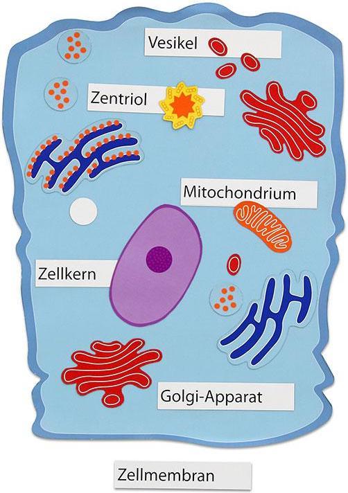 Immagine prodotto Betzold Cellula animale magnetica