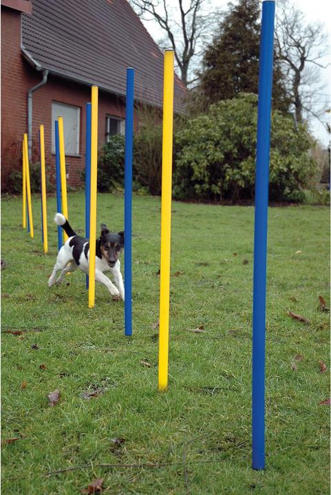 Actual product image Dobar Slalom set (Agility)