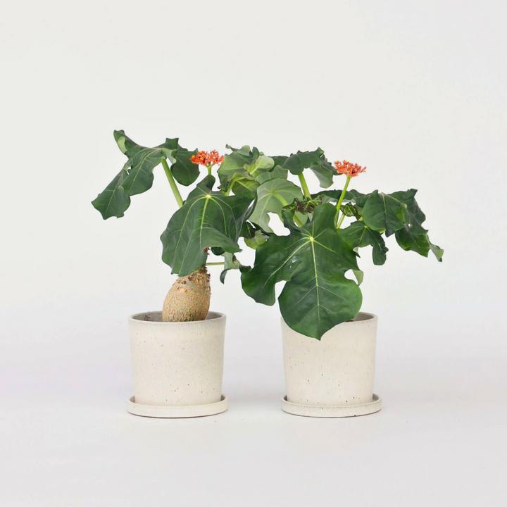 Image du produit Plant in a Box Jatropha Podagrica - Set de 2 plantes pour la goutte (25 cm)