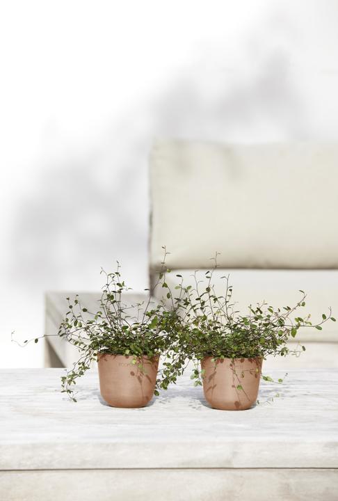 Image du produit Ecopots Oslo Mini (11.50 cm)