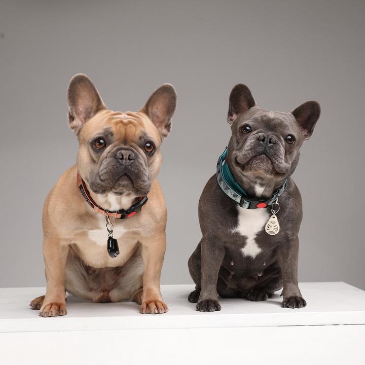 Produktbild Tickless Pet (Hund, Katze)