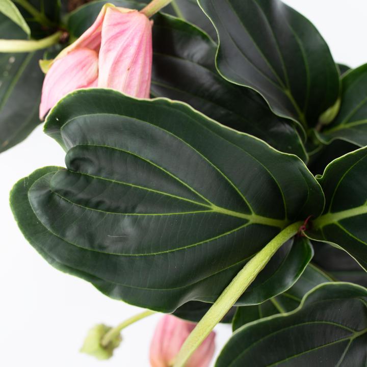 Actual product image Plant in a Box Medinilla Magnifica - Set of 2 Rose Medinilla (40 cm)