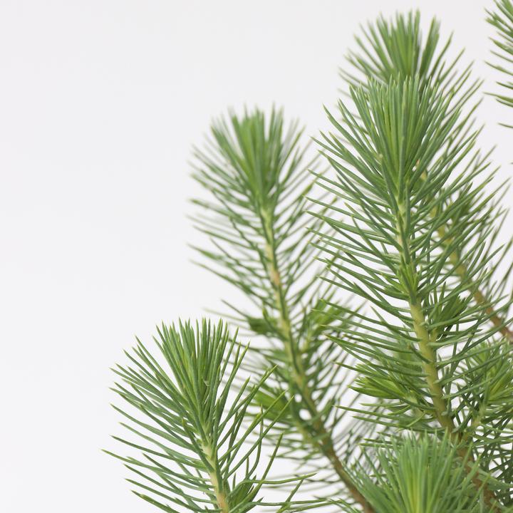 Produktbild Plant in a Box Pinus Pinea 'Silver Crest' (40 cm)