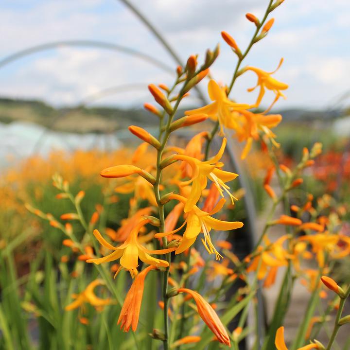 Produktbild Zulauf Crocosmia croc. (x) 'George Davidson' / Monbretie 'George Davidson' (30 cm)