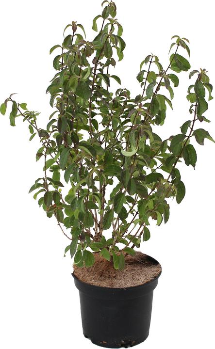 Produktbild Zulauf Rote Heckenkirsche / Lonicera xylosteum (50 cm)