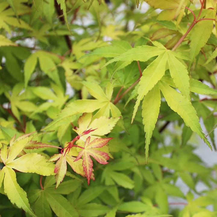 Actual product image Zulauf Japanese maple (80 cm)