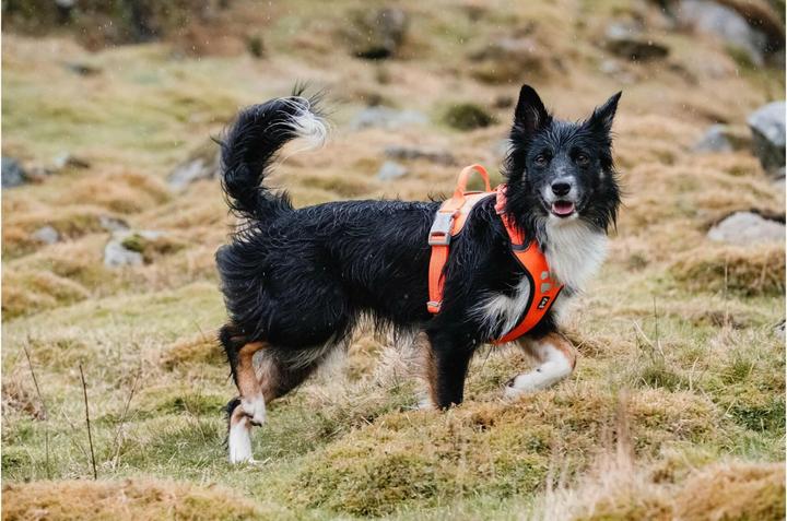 Produktbild Hurtta Weekend Warrior Geschirr, schwarz (M, Hund, Allgemein)