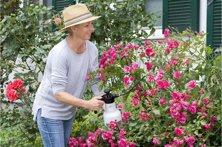 Image du produit Birchmeier Étoile de rose 1,25 (1.25 l)