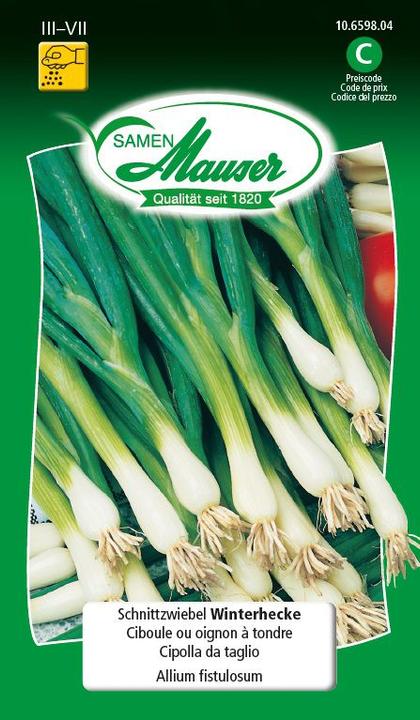 Immagine prodotto Samen Mauser Siepe invernale a cipolla tagliata (Pianta bulbosa)