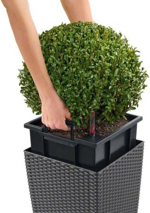 Image du produit Lechuza Cube Cottage (29.50 cm)