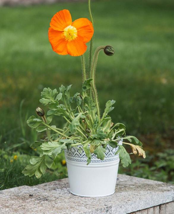 Immagine prodotto Esmée Vaso di fiori, fioriera con pizzo, lamiera (16 cm)