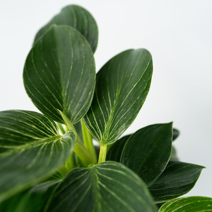 Actual product image Plant in a Box Philodendron 'White Wave' - Set of 2 White Wave (25 cm)