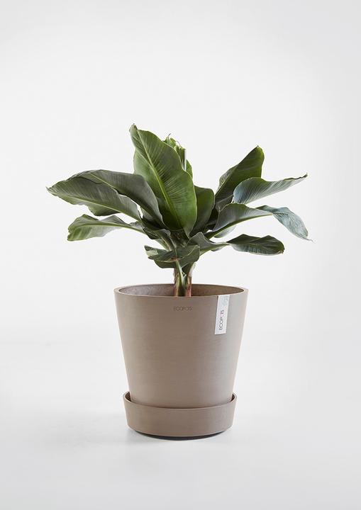 Immagine prodotto Ecopots Piattino su ruote
