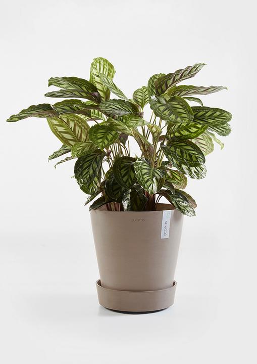 Immagine prodotto Ecopots Piattino su ruote
