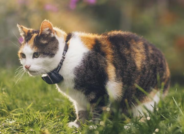 Image du produit Tractive CAT Mini tracker GPS pour chats (Chat, Général)