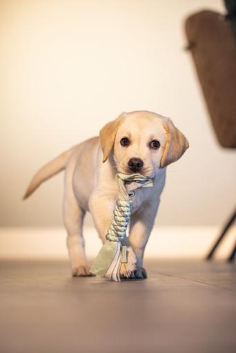 Actual product image Beeztees Play rope Kaz (Puppy Toy)