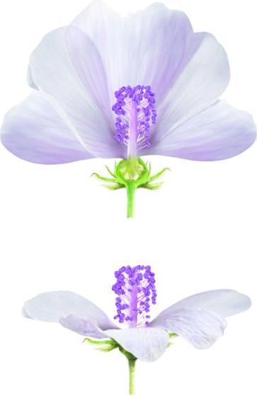 Immagine prodotto Weleda malva bianca