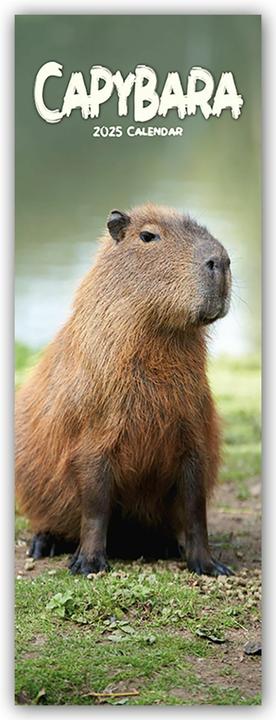 Image du produit Capybara - capybara 2025 (15 x 42 cm, Non contraignant, Anglais)