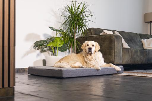 Immagine prodotto Beeztees Zira (Cane)