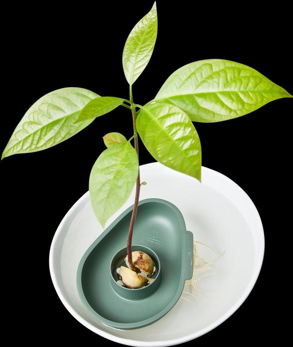 Immagine prodotto Elho Incredibile avocado galleggiante