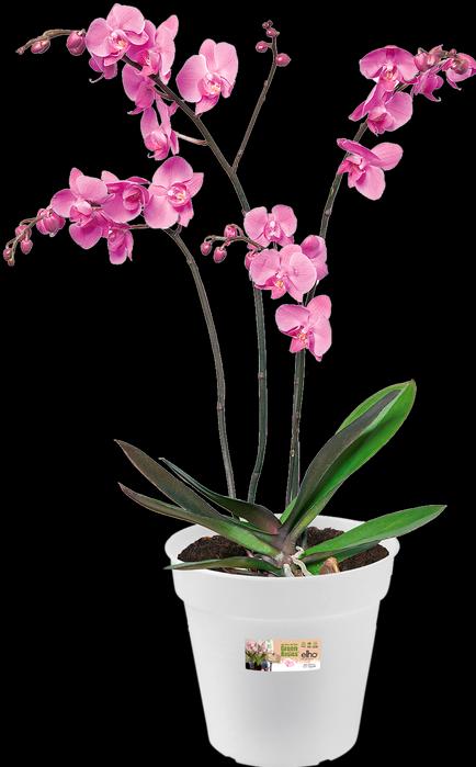 Produktbild Elho Green Basics Orchidee (17 cm)