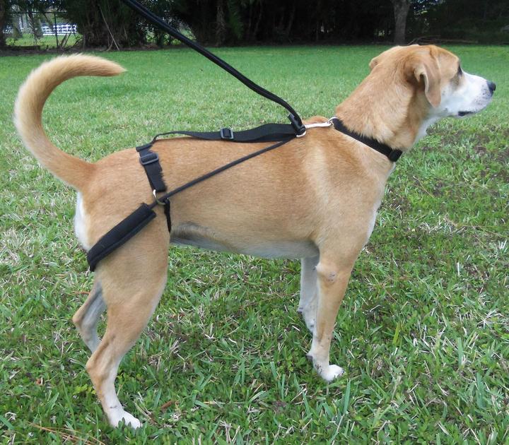 Immagine prodotto Dr. Horgan Imbracatura per l'istruzione (S, Cane, Generale)