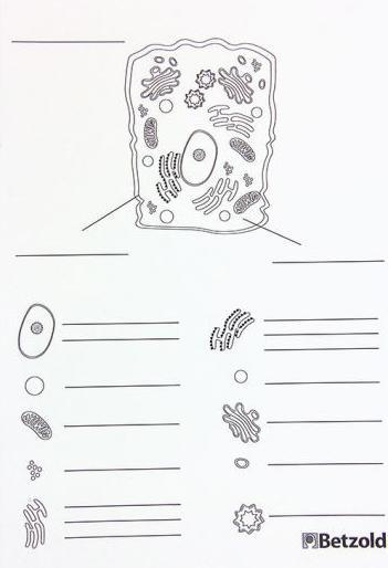 Immagine prodotto Betzold Cellula animale magnetica
