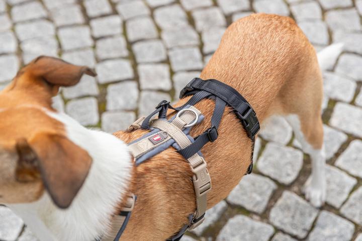 Immagine prodotto Trixie Panik-Adapter Stay für Geschirre M-L (Cane, Generale)