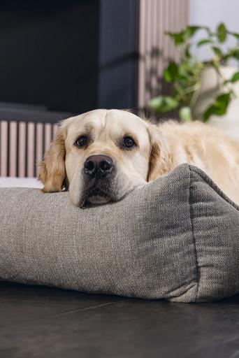 Actual product image Beeztees Zia (Dog)
