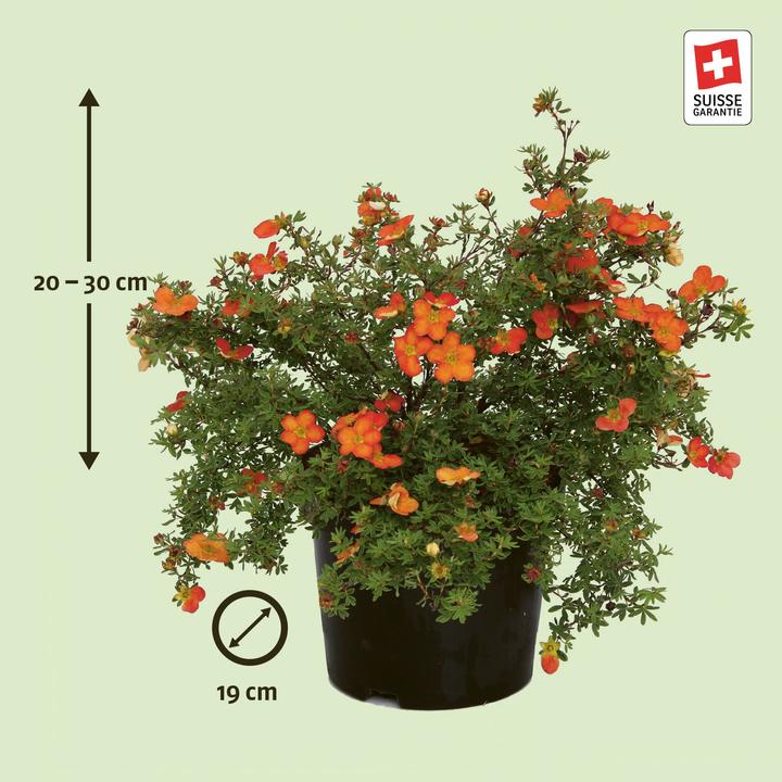 Image du produit Zulauf Potentille ligneuse (30 cm)