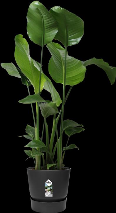 Produktbild Elho Greenville (29.50 cm)